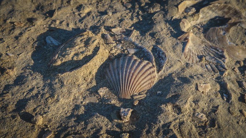 Close-up of ancient seashells and marine fossils embedded in the sandy cliffs of Puerto Pirámides on Península Valdés, Argentina. The natural textures and preserved shells highlight the region’s rich geological history and coastal beauty