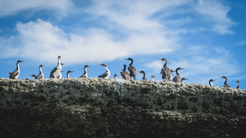 Seeing cormorants on our boat tour of Peninsula Valdes hanging out on the giant rock formations standing tall and regal in Argentina