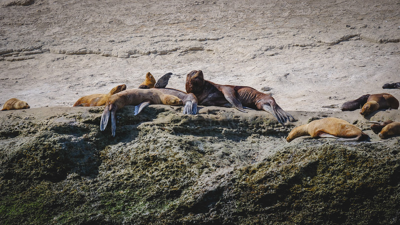 Seeing lots of sea lions on our boat tour of Punta Piramide was a wildlife spotting highlight from our entire trip 