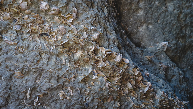 Seeing marine fossils on our tour of Peninsula Valdes was a fascinating highlight of the trip