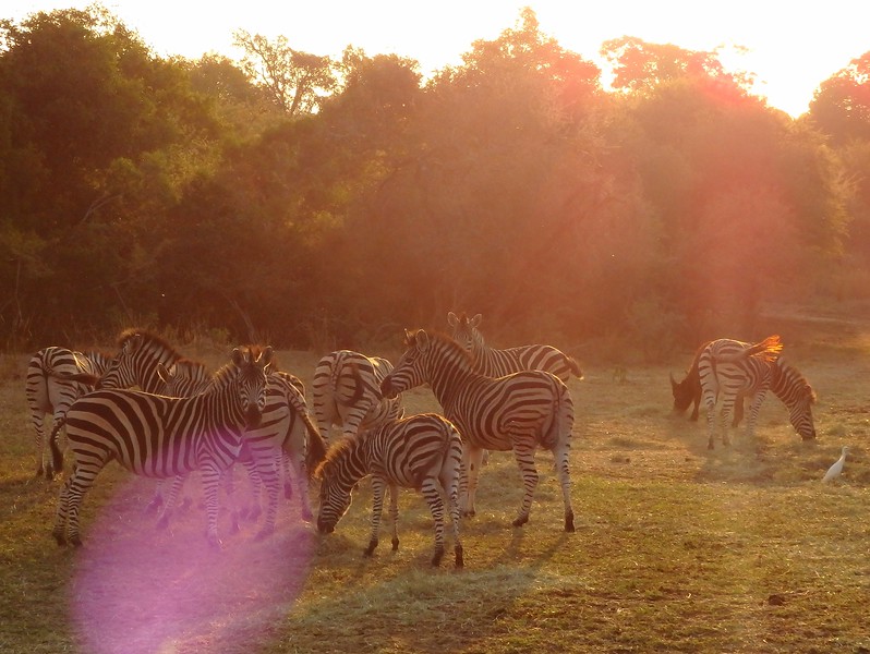 Seeing zebras on safari in South Africa whilst on adventure tour in Kruger 