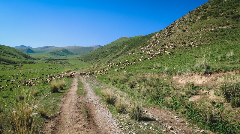 A large herd of sheep and goats crossing a dirt trail in the rolling green hills of Kyrgyzstan during the 3-Day Panorama Trek, under a clear blue sky