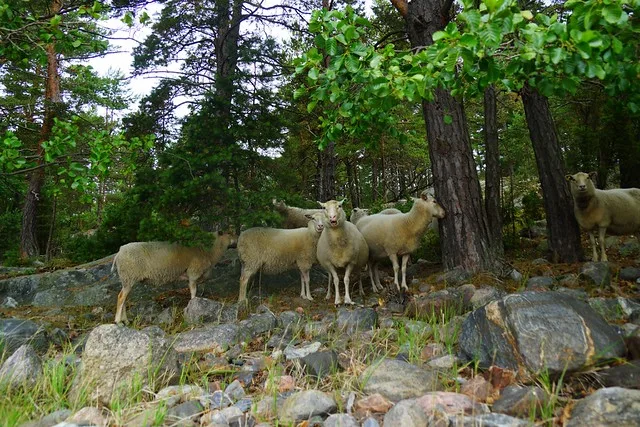 Sheep grazing on an island in Finland that we spotted while kayaking in the great outdoors
