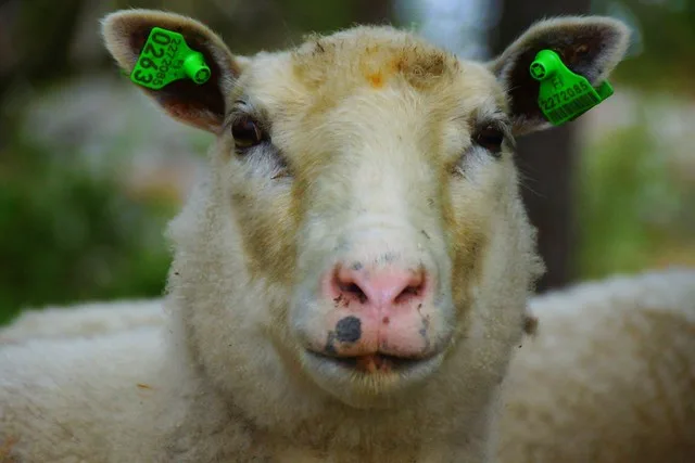 Sheep on an island in the Finnish archipelago macro details close up shot of the face we encountered on our kayak adventure