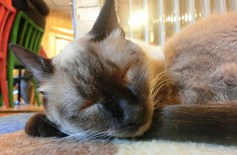 Siamese cat sleeping in the Korean cat cafe in Seoul, Korea