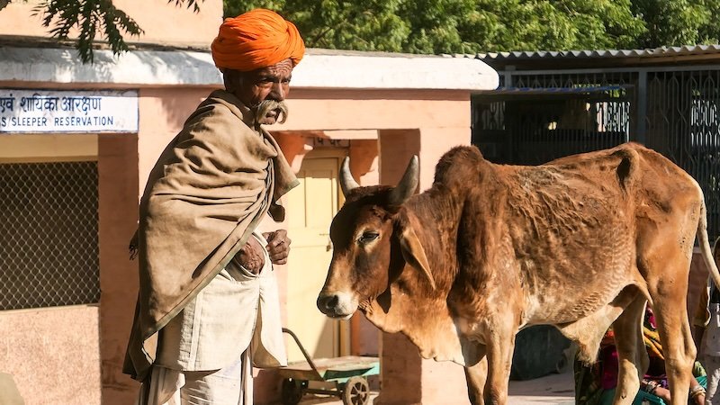 Skinny cow and man at the train station in India Skinny cow and man at the train station in India
