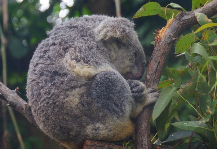 A sleepy koala curled up on a eucalyptus branch, dozing peacefully amid lush green leaves at Currumbin Wildlife Sanctuary on the Gold Coast, Australia