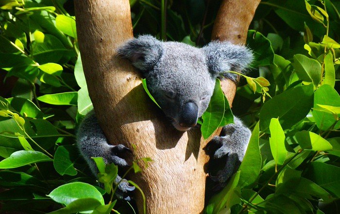 A sleepy koala curled up in the fork of a eucalyptus tree surrounded by lush green leaves at the Currumbin Wildlife Sanctuary on the Gold Coast, Australia