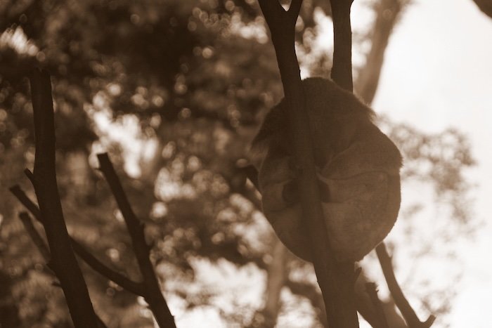 Silhouetted koala curled up asleep in the fork of a tree at Currumbin Wildlife Sanctuary on the Gold Coast, Australia, captured in sepia tones with soft forest light in the background