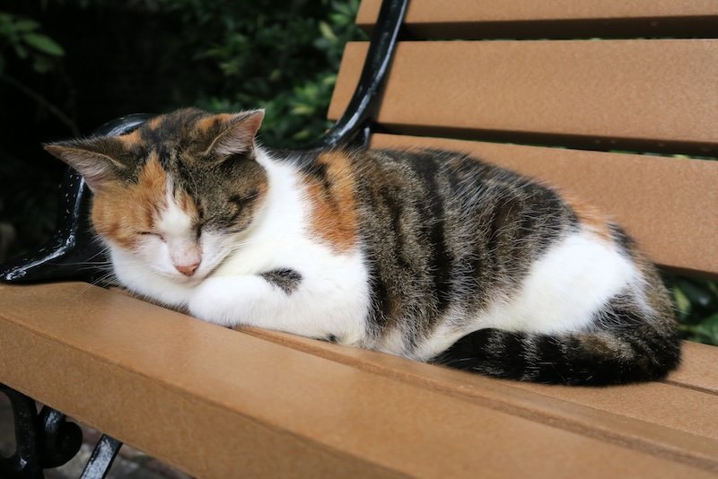 Sleepy cat on the park bench visiting the Florida Keys, USA 