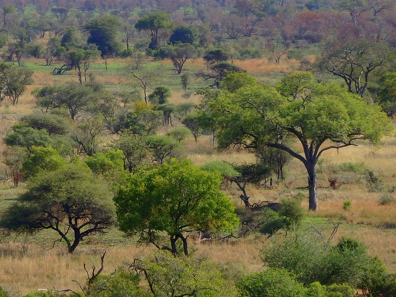 South African safari or Amazon Cruise - which should you choose and why?