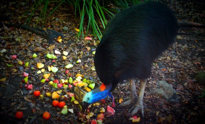A vibrant Southern cassowary pecking at scattered fruit pieces like apples and papaya on the forest floor at Currumbin Wildlife Sanctuary on the Gold Coast, Australia