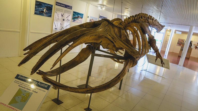 A southern right whale skeleton on display inside the Istmo Ameghino Interpretation Centre on Península Valdés, Argentina. The exhibit highlights local marine fauna and conservation efforts, offering visitors a close-up look at whale anatomy and history