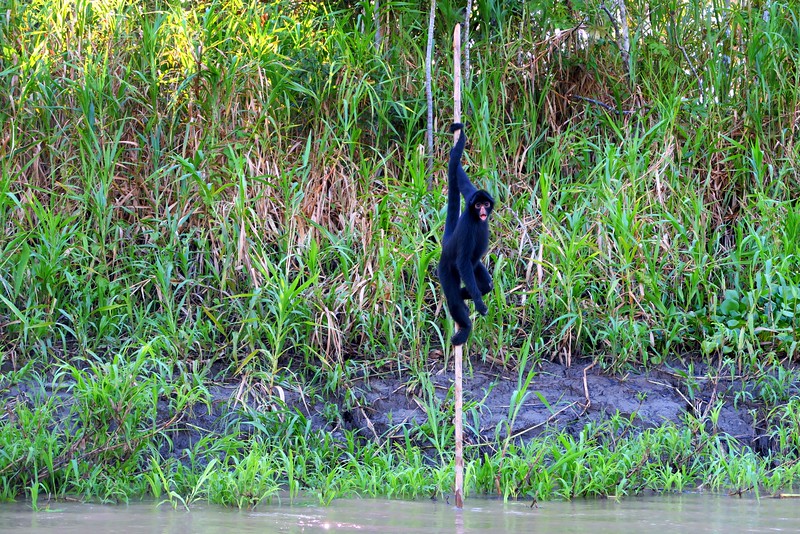 Spider Monkey on the shores of Monkey Island striking a distinct pose on the tree