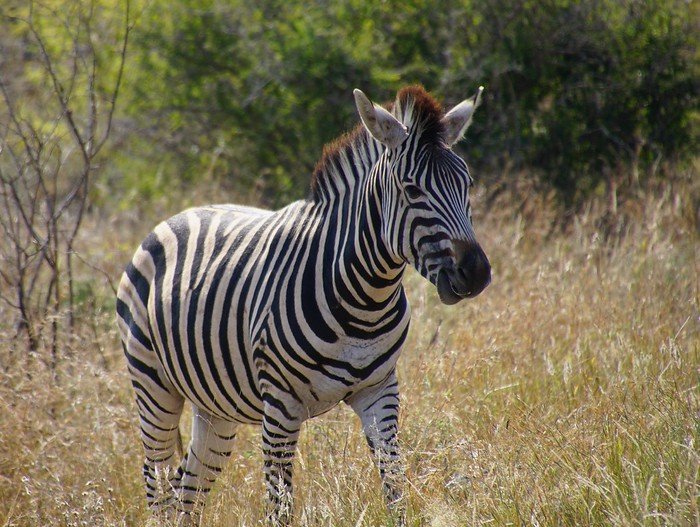 Spotting a zebra in Kruger National Park while on safari in South Africa was a wildlife highlight for us