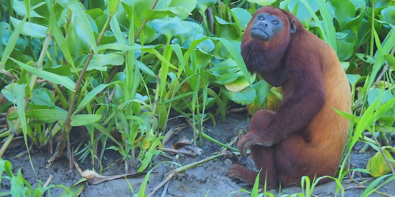 Spotting distinct wildlife in the Amazon of Peru 