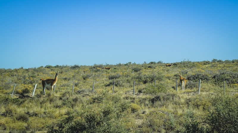 Spotting guanacos on our Peninsula Valdes wildlife tour in Patagonia, Argentina Spotting guanacos on our Peninsula Valdes wildlife tour in Patagonia, Argentina