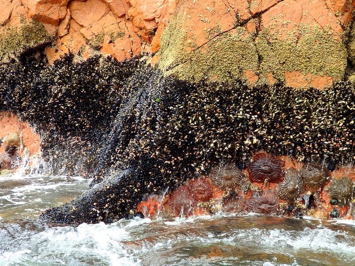 Starfish and sunfish spotted wildlife whilst visiting the Islas Ballestas, Peru