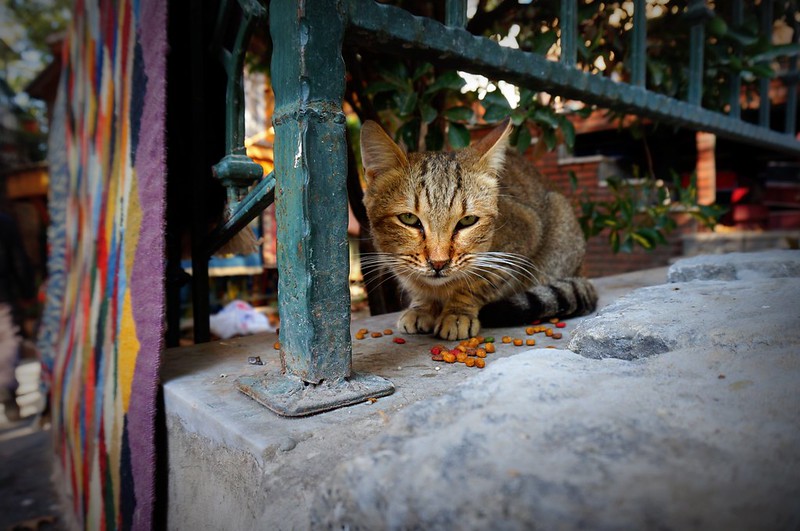 Stay cat with a beautiful coat and colours eating dry kibbles cat food in Istanbul, Turkey by a gate with laundry hanging nearby Stay cat with a beautiful coat and colours eating dry kibbles cat food in Istanbul, Turkey by a gate with laundry hanging nearby