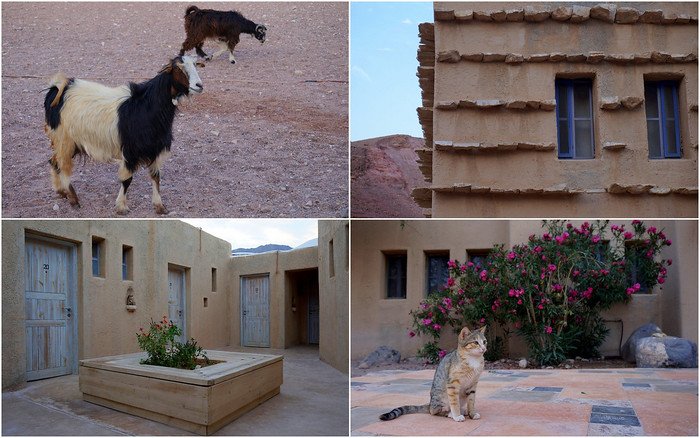 Staying at the Feynan Ecolodge in the Dana Nature Reserve, Jordan where we had cozy rooms and encountered goats and cats