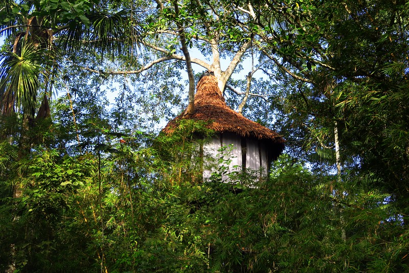 Staying in a Jungle Treehouse: Adventure Travel in the Peruvian Amazon!