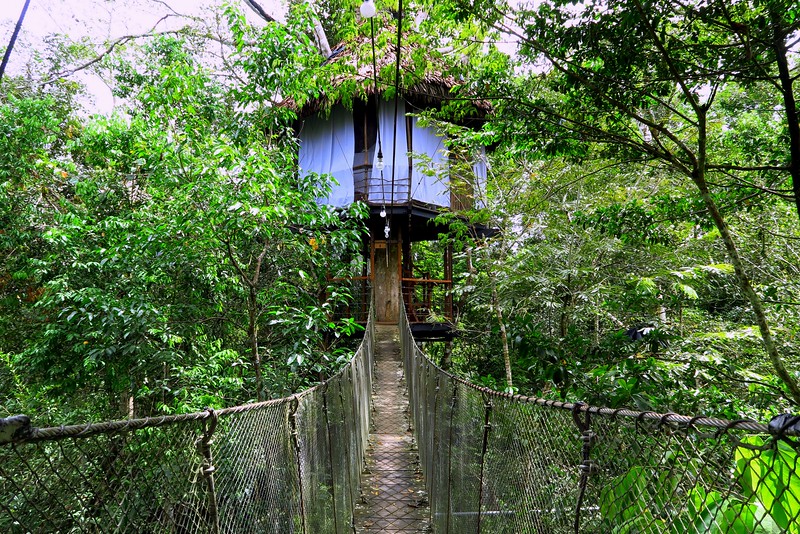 Staying in a jungle treehouse in the Peruvian Amazon with a ropeway leading to the rooms 