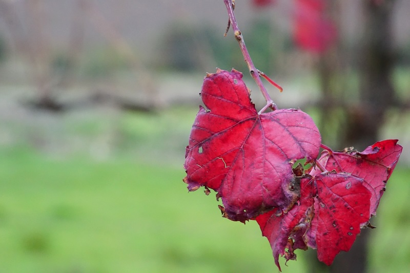Stellenbosch autumn leaves fall foliage on display in South Africa 