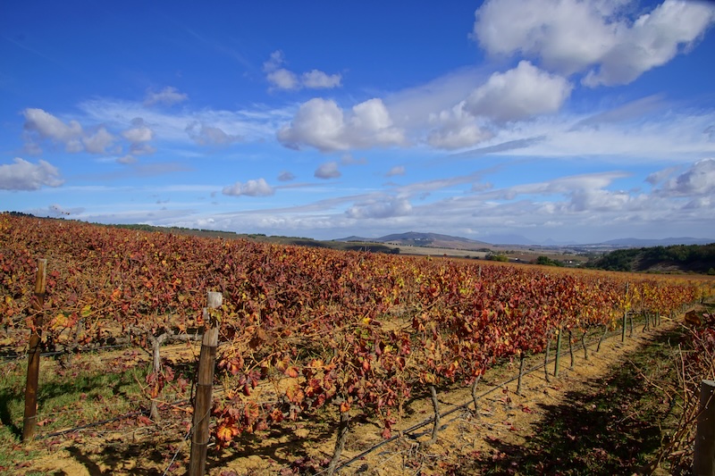 Stellenbosch beautiful vineyard views with stunning landscapes in the background in South Africa 