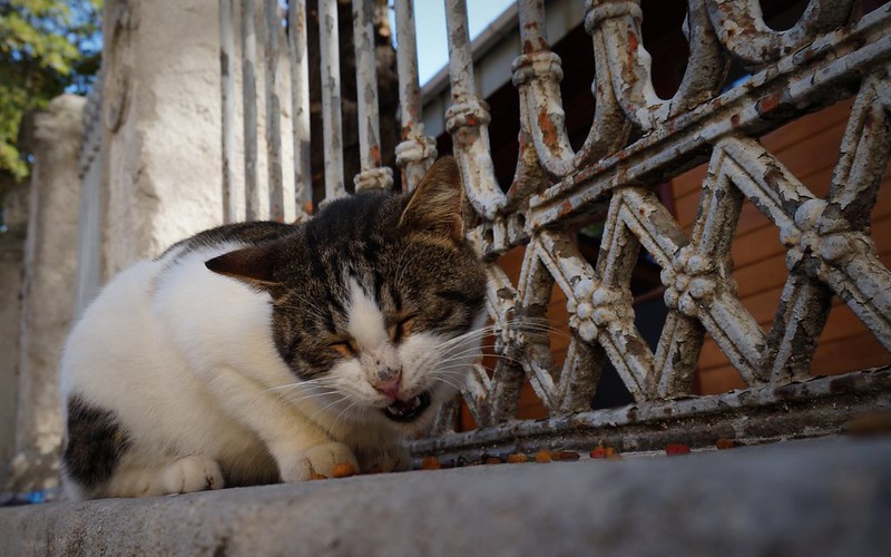 Stray cat eating some cat food in Istanbul, Turkey next to a rail guarded window Stray cat eating some cat food in Istanbul, Turkey next to a rail guarded window