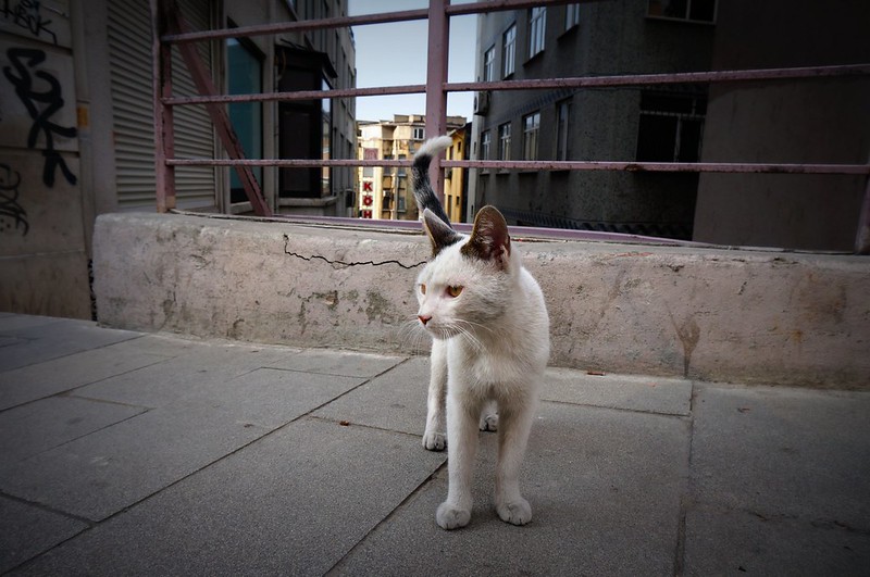 Stray white cat looking a bit dazed and confused on the streets in Istanbul, Turkey Stray white cat looking a bit dazed and confused on the streets in Istanbul, Turkey