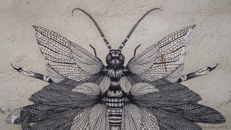 Street art in Krakow featuring a beautifully drawn mosquito or bug in Poland Street art in Krakow featuring a beautifully drawn mosquito or bug in Poland