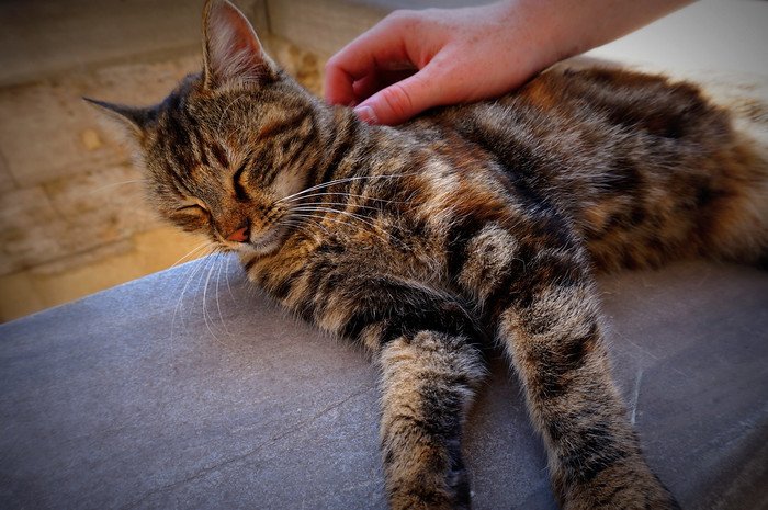 A relaxed stray cat basking in the sun while being gently petted on a stone ledge in Istanbul, Turkey, capturing the city’s famous street cat culture and friendly feline residents