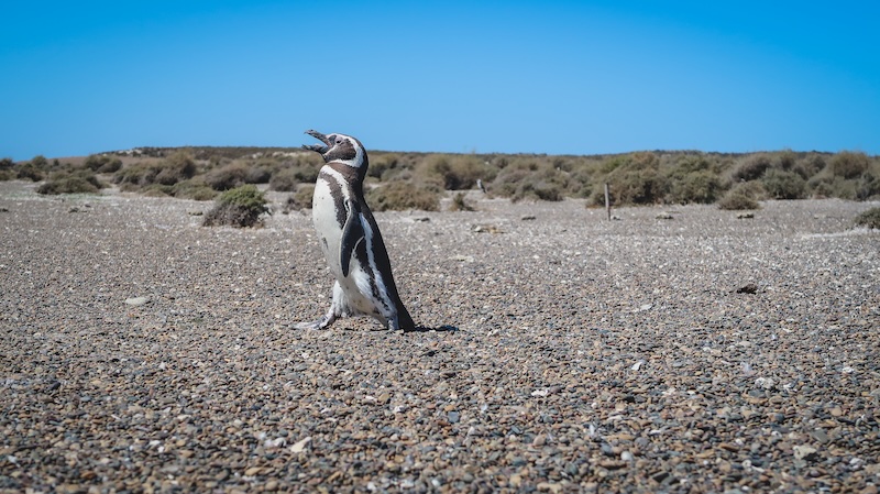 Strutting penguin on our Peninsula Valdes tour in Argentina Strutting penguin on our Peninsula Valdes tour in Argentina