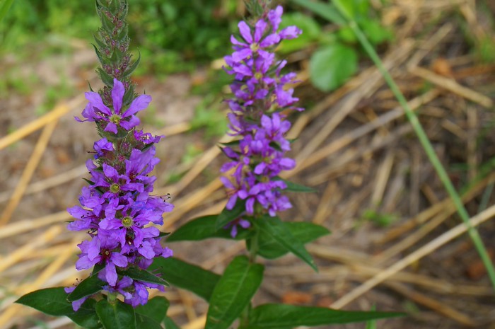 Summer in Finland with wild flowers that are purple and very pretty 