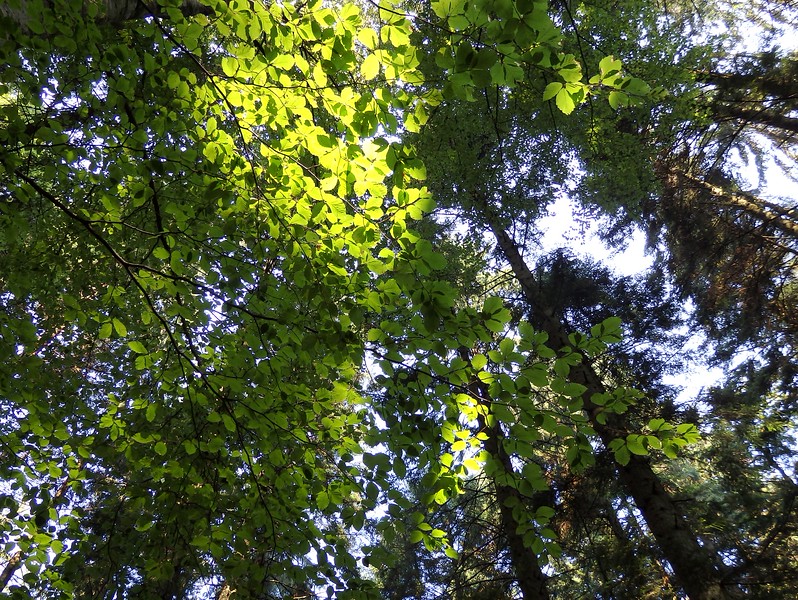 Sunlight through the foliage in Romania with eats greenery as lush as could ever be on this hike