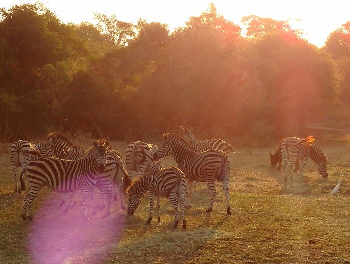 Sunset game drive in Motlala Game Reserve in South Africa where we spotted a herd of zebras grazing