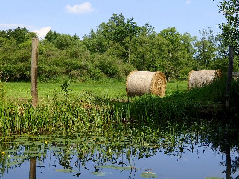 Swampy terrain makes it ideal for growing cucumbers in Germany with views of water and bails of hay in a rural setting in Spreewald 