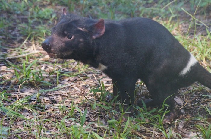 A Tasmanian devil standing alert on the forest floor at Currumbin Wildlife Sanctuary on the Gold Coast, Australia, showcasing its stocky black body and distinctive white chest markings
