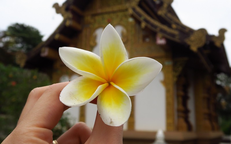 Temple hopping in Chiang Mai holding a beautiful flower in her hand in Thailand 