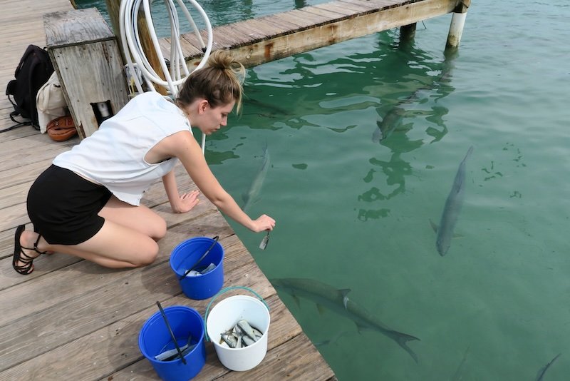 That Backpacker Audrey Bergner feeding fish in Key West, Florida 
