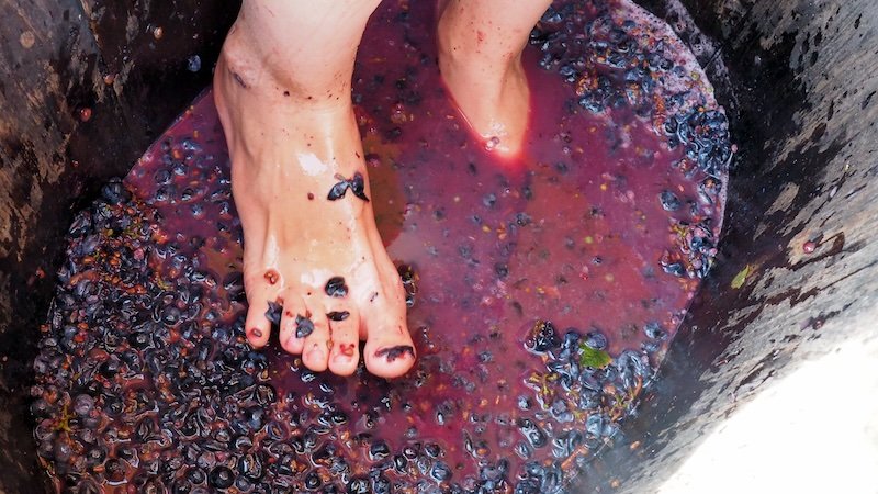 That Backpacker Audrey Bergner grape stomping in Costa Brava with her feet macro details That Backpacker Audrey Bergner grape stomping in Costa Brava with her feet macro details