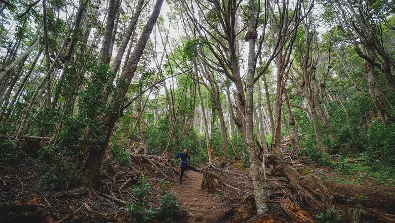 That Backpacker Audrey Bergner hiking through the forest on the coastal hike in Tierra del Fuego That Backpacker Audrey Bergner hiking through the forest on the coastal hike in Tierra del Fuego
