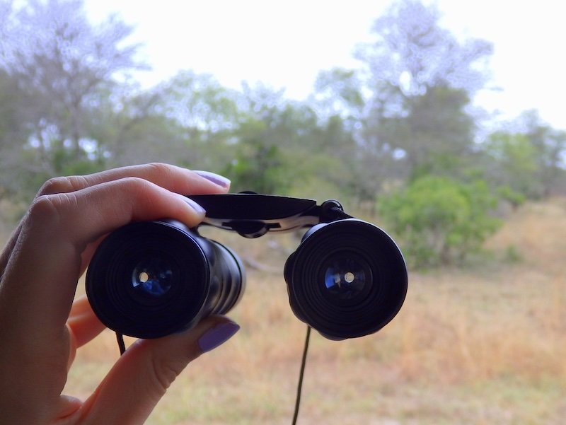 That Backpacker Audrey Bergner holding binoculars while spotting wildlife on safari in Kruger National Park, South Africa, surrounded by dry savannah bush