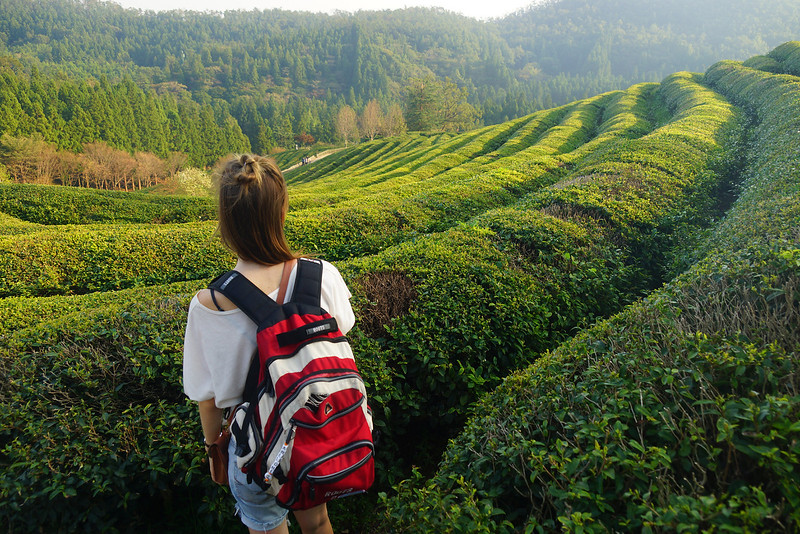 That Backpacker Audrey Bergner visiting the Boseong Tea Fields in South Korea admiring the stunning verdant green views and vistas
