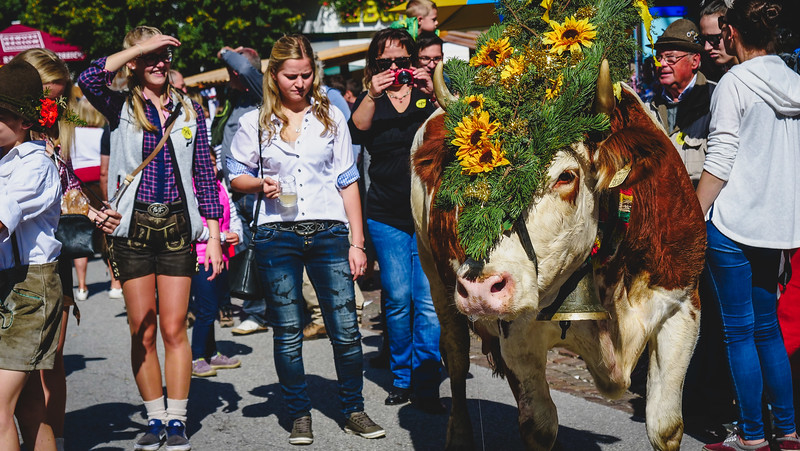 The cow parade is the main event of the Almabtrieb where spectators get up close and personal in the Austrian Alps 