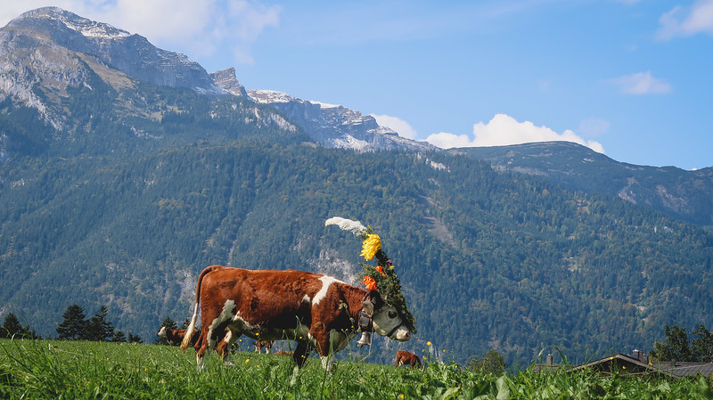 The cows are back home with the Alps off in the distance as a typical scene in Austria