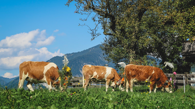 The cows return to their farms during the Almabtrieb to graze and relax after the parade in Austria