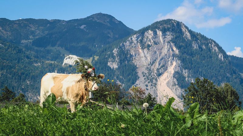 The cows wear elaborate headdresses during the parade with stunning Austrian Alps mountain backdrop 