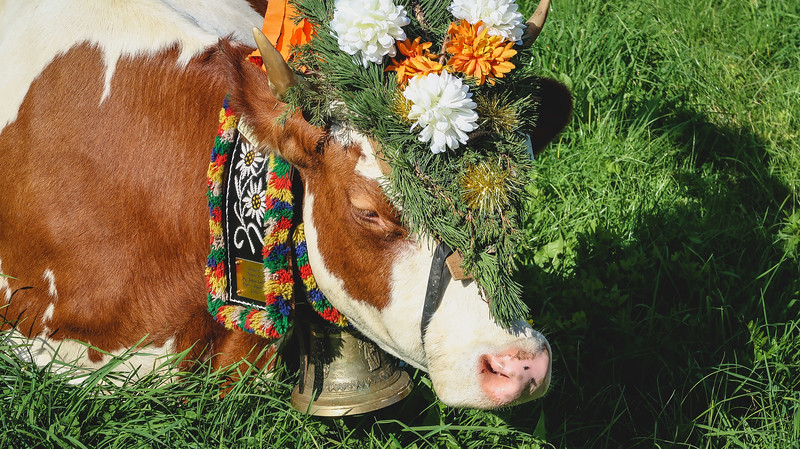 The cows wear leather necklaces, big bells, and flower headdresses and they look awfully cute in Austria 