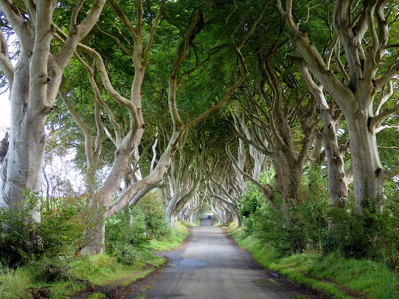 The Dark Hedges as seen in Game of Thrones while on our road trip around Ireland is the ultimate drive for its distinct appearance 